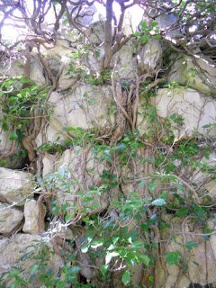 Swarming Ivy - Tout Quarry